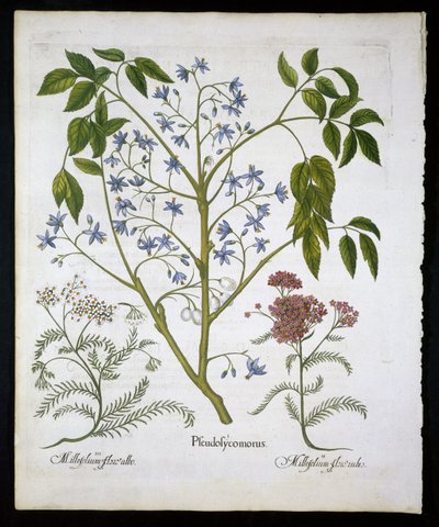 Lilás persa ou Orgulho da Índia e Achillea Millefolium (Soldados Woundwort) placa 136 de Hortus Eystettensis por Basil Besler (1561-1629) pub 1613 (gravura colorida à mão) de German School