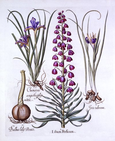 Lírio persa e íris, de Hortus Eystettensis, por Basil Besler (1561-1629), pub. 1613 (gravura colorida à mão) de German School