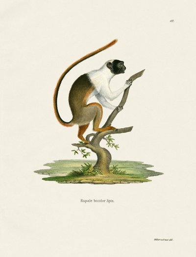 Tamarin Amarrado (gravação a cores) de German School