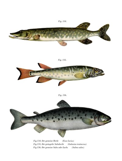 Pike (cor litho) de German School