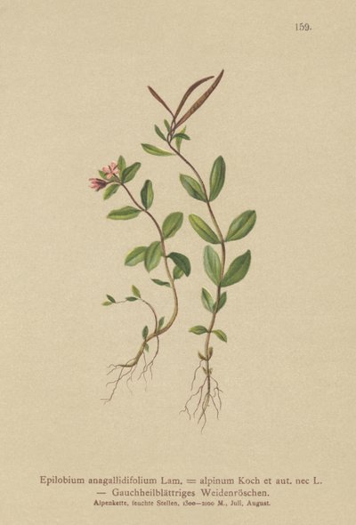 Pimpinela Salgueiro (Epilobium anagallidifolium, Epilobium alpinum) de German School