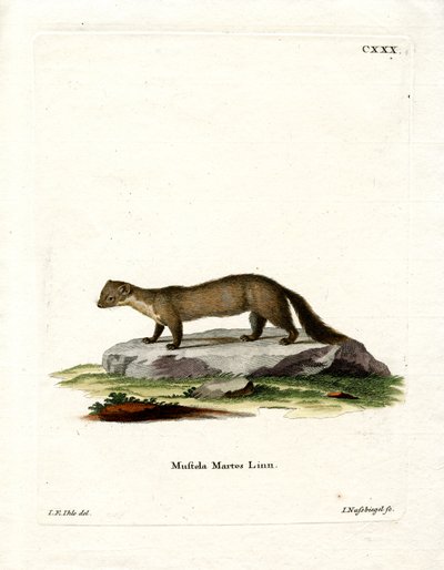 Pine Marten (gravação a cores) de German School