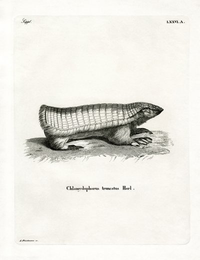 Armadillo Fada Cor-de-Rosa (gravação a cores) de German School