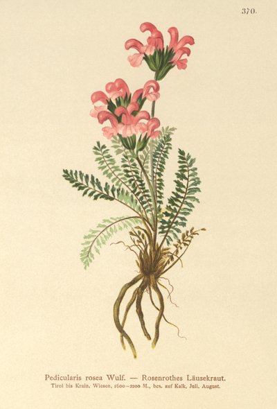 Lousewort rosa (Pedicularis rosea) de German School