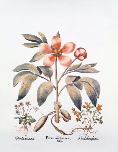 Peônia rosa (gravura colorida à mão) de German School