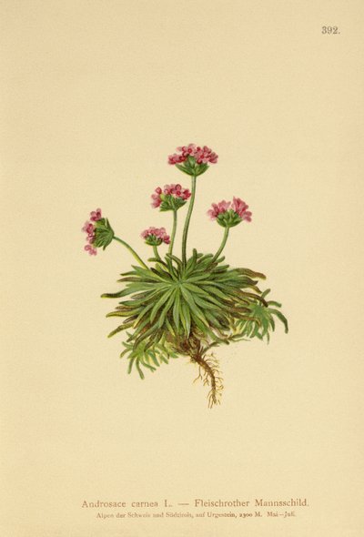 Pink Rock Jasmine (Androsace carnea) de German School