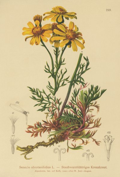 Ragwort Pinnate-com folhas (Senecio abrotanifolius, Jacobaea abrotanifolia) de German School
