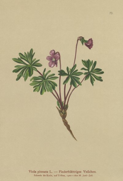 Violeta Pinada (Viola pinnata) de German School