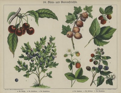 Plantas (cor litho) de German School