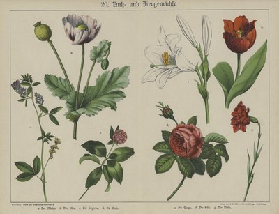Plantas (cor litho) de German School
