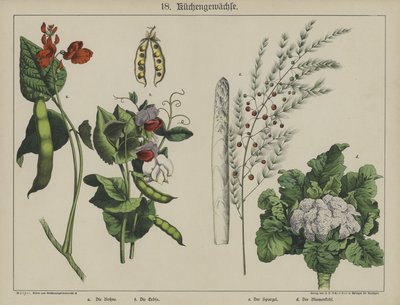 Plantas (cor litho) de German School