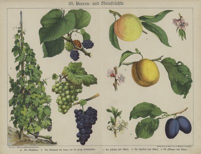 Plantas (cor litho) de German School