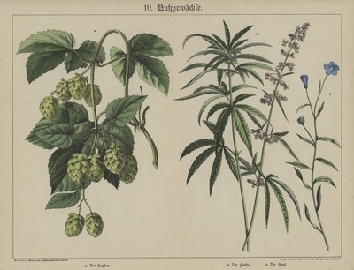 Plantas (cor litho) de German School