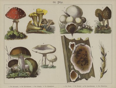 Plantas (cor litho) de German School