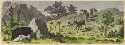 Plantas e animais das montanhas da Ásia (gravura colorida) de German School