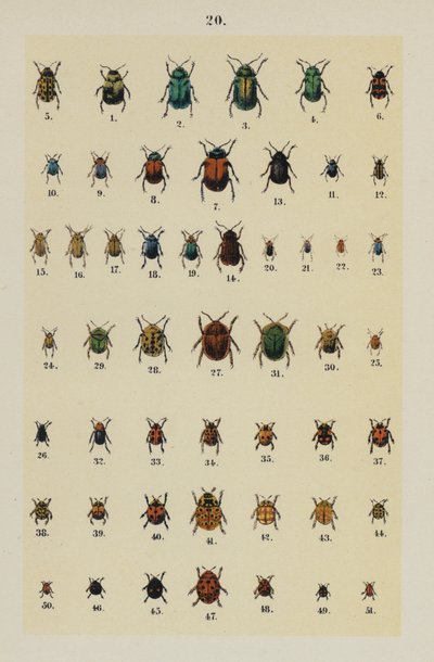 Placa do Manual do Jovem Escaravelho-Collector (chromolitho) de German School