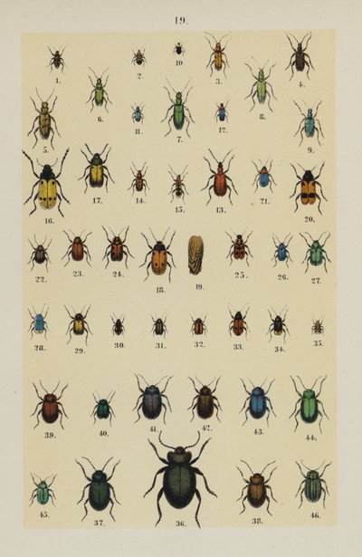 Placa do Manual do Jovem Escaravelho-Collector (chromolitho) de German School