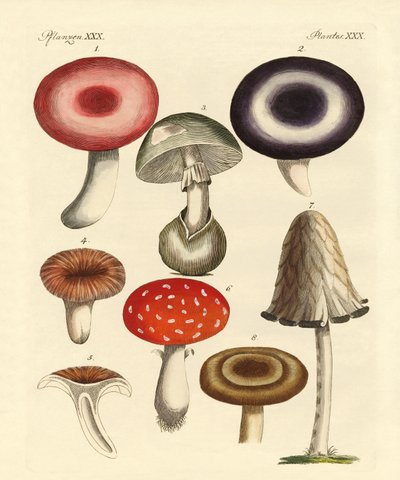 Cogumelos alemães venenosos de German School