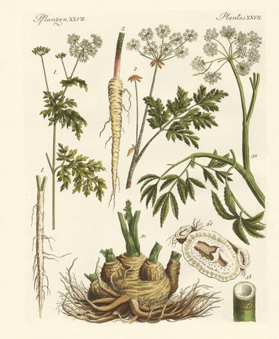Plantas alemãs venenosas de German School