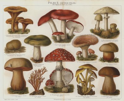 Fungos venenosos (cor litho) de German School