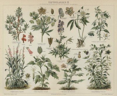 Plantas venenosas (cor litho) de German School