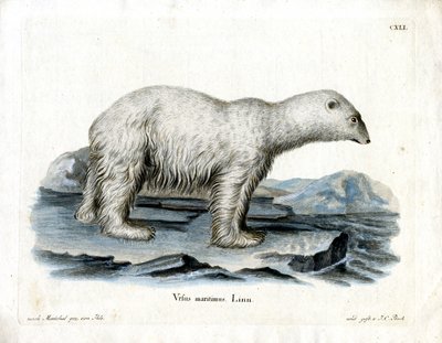 Urso Polar (gravação colorida) de German School