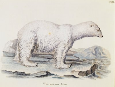 Urso polar (Ursus maritimus), de Mamíferos ilustrados da Natureza com descrições, de Johann Christian Daniel von Schreber (1739-1810), gravura de IC Bock após desenho de Marechal, volume 3, quadro 141, Alemanha de German School