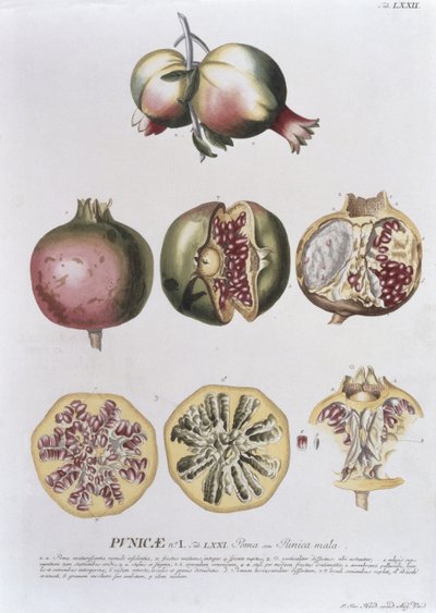 Romã, gravada por Johann Jakob Haid (1704-67) placa 72 de um livro botânico, pub. de Augustus Vind de German School