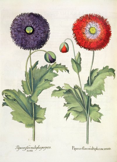 Papoilas: 1.Papaver florescer múltiplos carne; 2.Papaver flor roxa múltipla, a partir do Eystettensis por Basil Besler (1561-1629), pub. 1613 de German School