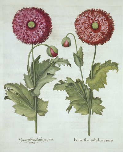 Papoulas, de Hortus Eystettensis, por Basil Besler (1561-1629) pub. 1613 de German School