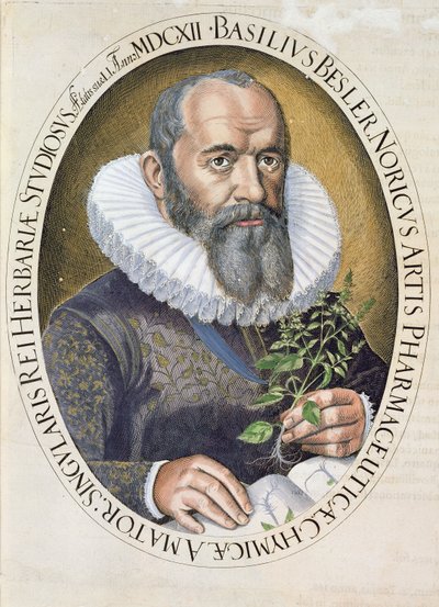 Retrato de Basil Besler (1561-1629) em 1612, do Hortus Eystettensis, pub. 1613 de German School