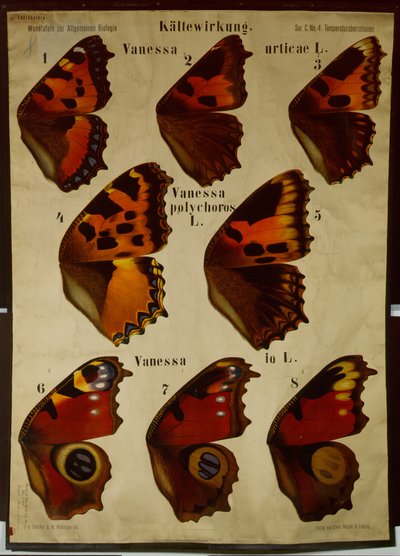 Poster ilustrando o efeito da temperatura em diferentes tipos de borboletas de German School