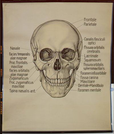 Poster de um crânio humano de German School