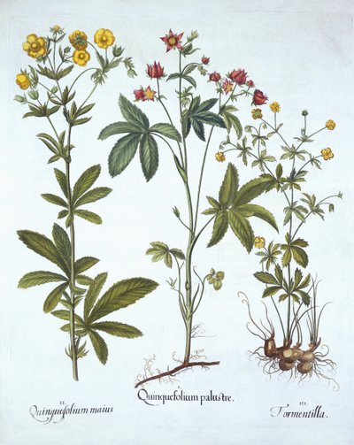 Potentillas, de Hortus Eystettensis, de Basil Besler (1561-1629), pub. 1613 (gravura colorida à mão) de German School