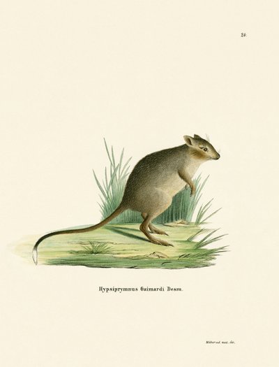 Potoroo (gravação a cores) de German School