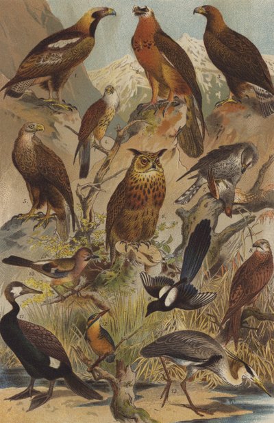 Aves predatórias de German School