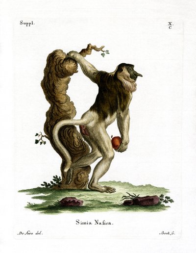 Macaco Proboscis (gravação a cores) de German School