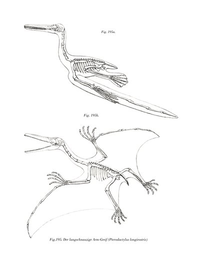 Pterodáctilo (cor litho) de German School