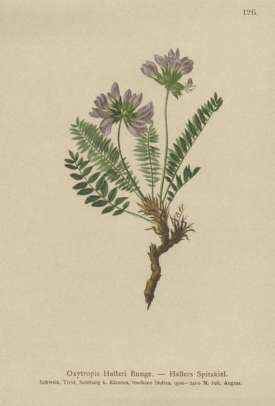Oxytropis Roxo (Casos de Oxytropis) de German School