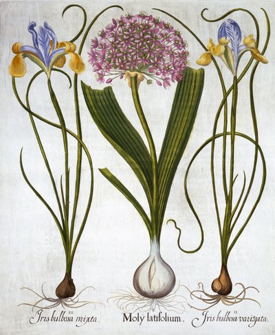 Purple Sensation, e Spanish Irises, de Hortus Eystettensis, de Basil Besler (1561-1629), pub. 1613 (gravura colorida à mão) de German School