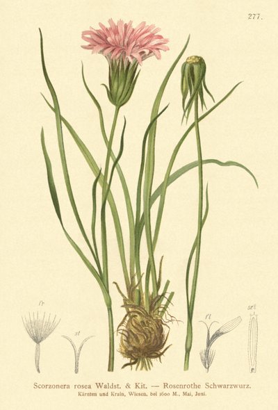 Roxo, Vipers-grass, (Scorzonera, rosea, Scorzonera, purpurea, subsp., Rosea) de German School