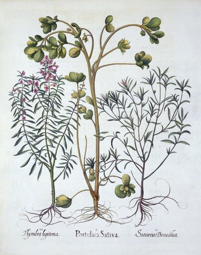 Purslane, Summer Savory e Winter Savory, de Hortus Eystettensis, de Basil Besler (1561-1629), pub. 1613 (gravura colorida à mão) de German School