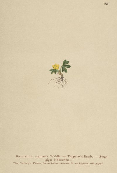 Buttercup de pigmeu (Ranunculus pygmaeus, Ranunculus tappeineri, Ranunculus baerianus, Ranunculus pygmaeus var. Langeanu) de German School