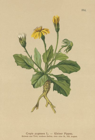 Hawks-barba-pigmeu (Crepis pygmaea, Hieracium pumilum) de German School
