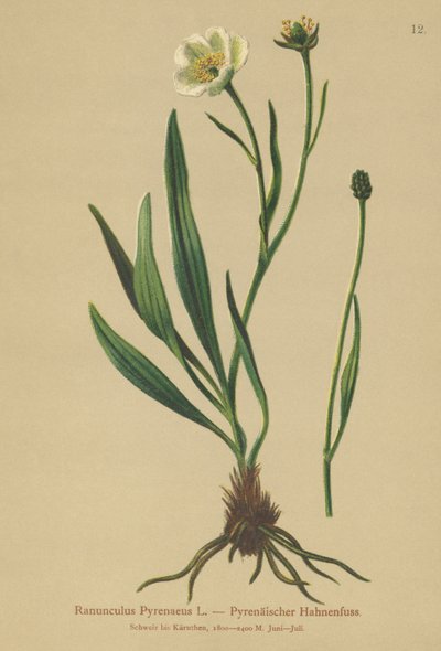 Aranha dos Pirinéus (Ranunculus Pyrenaeus) de German School