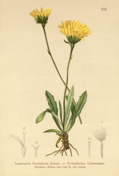 Falcão dos Pirinéus (Leontodon Pyrenaicum, Leontodon Pyrenaicus,) de German School