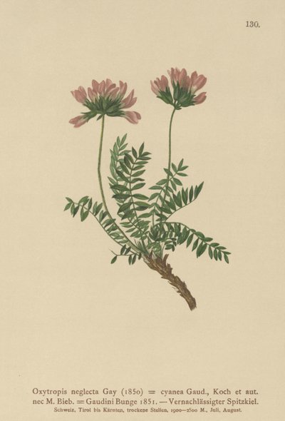 Leitão pirenaico (Oxytropis neglecta, Oxytropis cyanea, Oxytropis Gaudini, Oxytropis albana, Oxytropis caucasica, Oxytropis pyrenaica, astrágalo pirenaicus) de German School