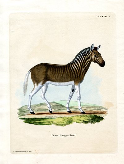 Quagga (gravação a cores) de German School