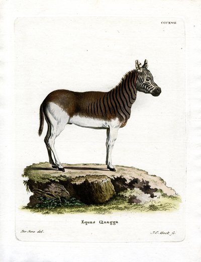 Quagga (gravação a cores) de German School