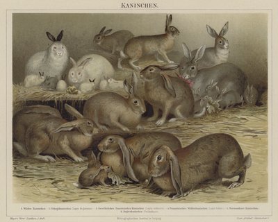 Coelhos de German School